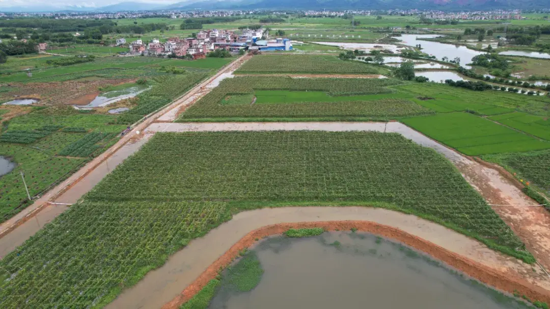 浙江种植致富项目_浙江种植什么最赚钱_致富种植浙江项目有哪些