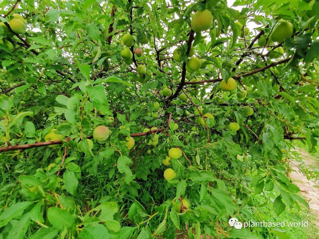 沙漠里养牛_致富经沙漠养鱼_致富经沙漠养牛