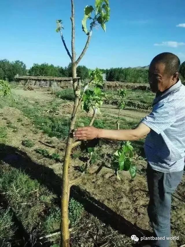 致富经沙漠养鱼_致富经沙漠养牛_沙漠里养牛