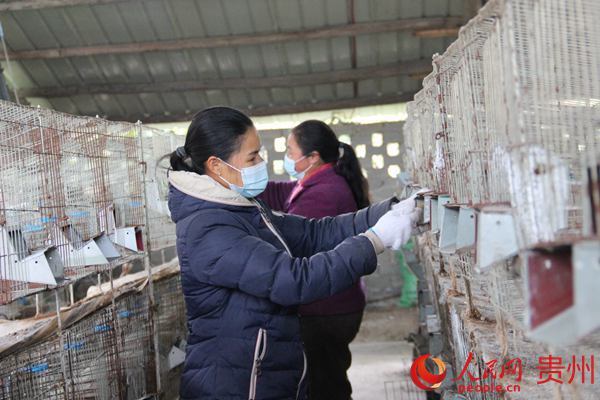 肉兔养殖场视频_致富经肉兔的养殖技术视频_肉兔养殖视频致富经历