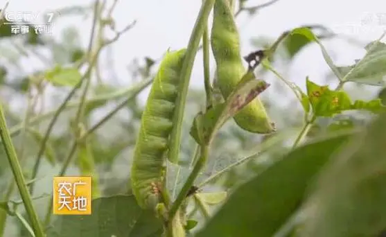 豆青虫养几天可以卖-豆青虫养殖怎么样,有成功案例吗?