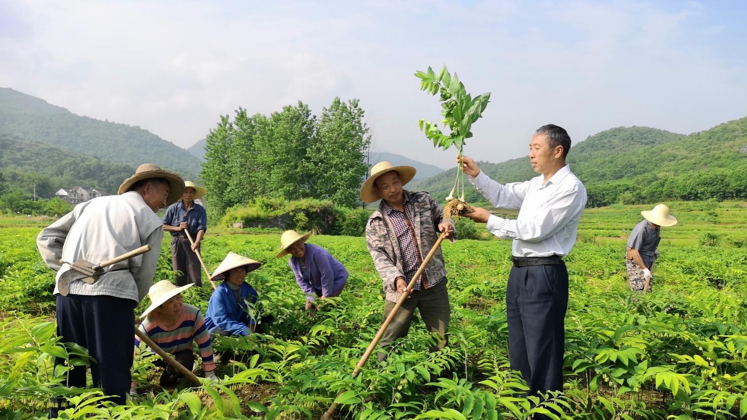 黄精种植条件和技术_黄精种植条件和技术_黄精种植条件和技术