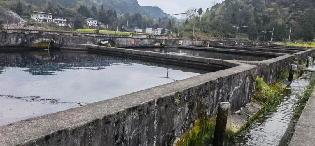 致富经养鲟鳇鱼_养殖鲟鳇鱼多少钱一斤_养鲟鳇鱼前景如何