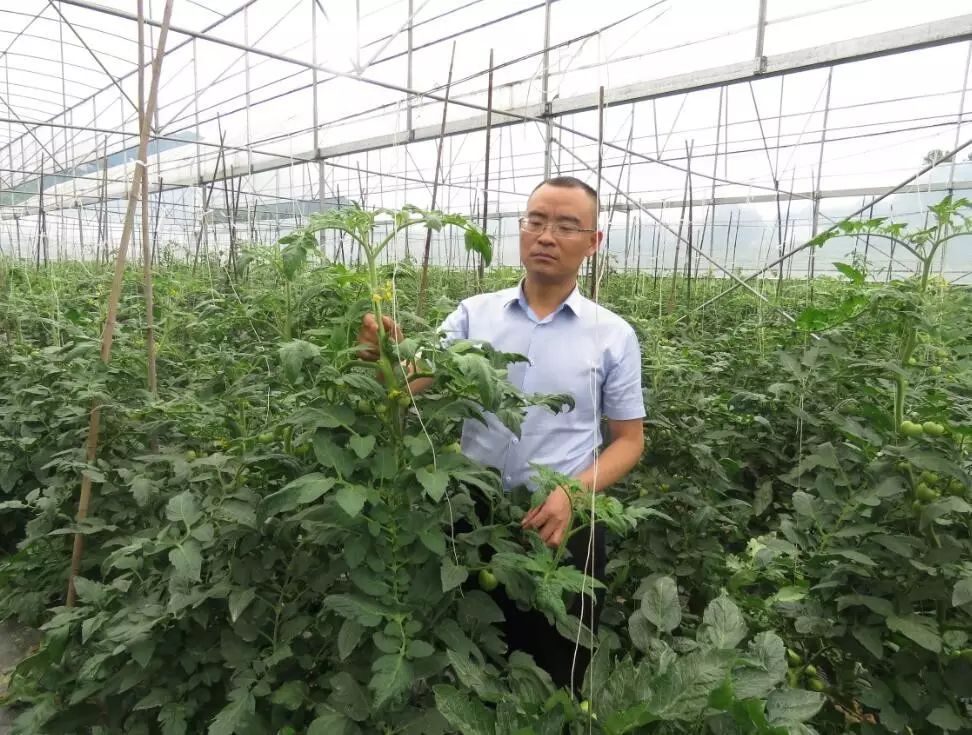 贵州种植什么药材好_在贵州种植什么好_贵州种植致富的人