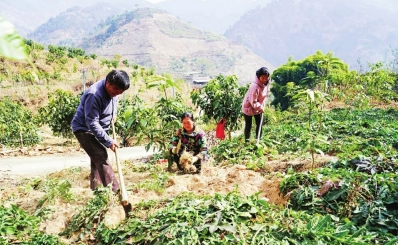 【中医药助力乡村振兴】四川攀枝花白坡彝族乡：套种中药材，致富有良方