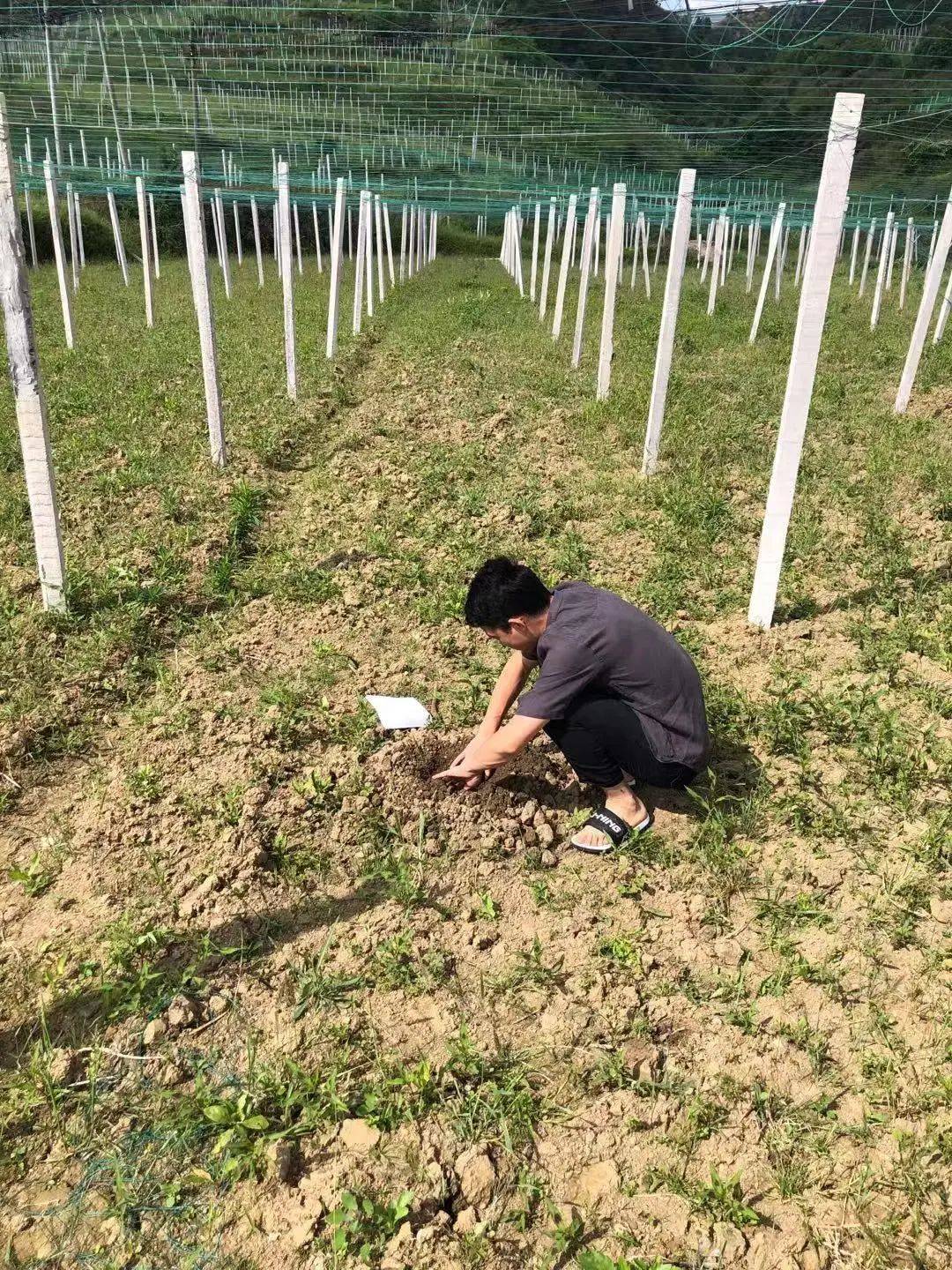 贵州种植基地_贵州种植致富的人_贵州农村种植业致富项目