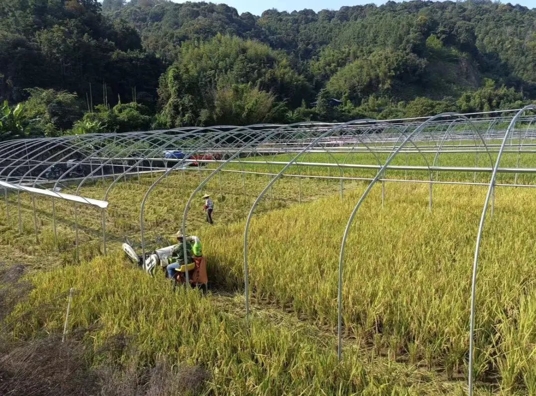 致富种植食用菌技术要求_致富经食用菌种植视频_致富经食用菌种植技术