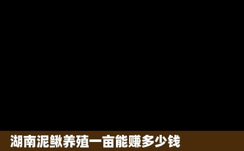 湖南泥鳅养殖一亩能赚多少钱