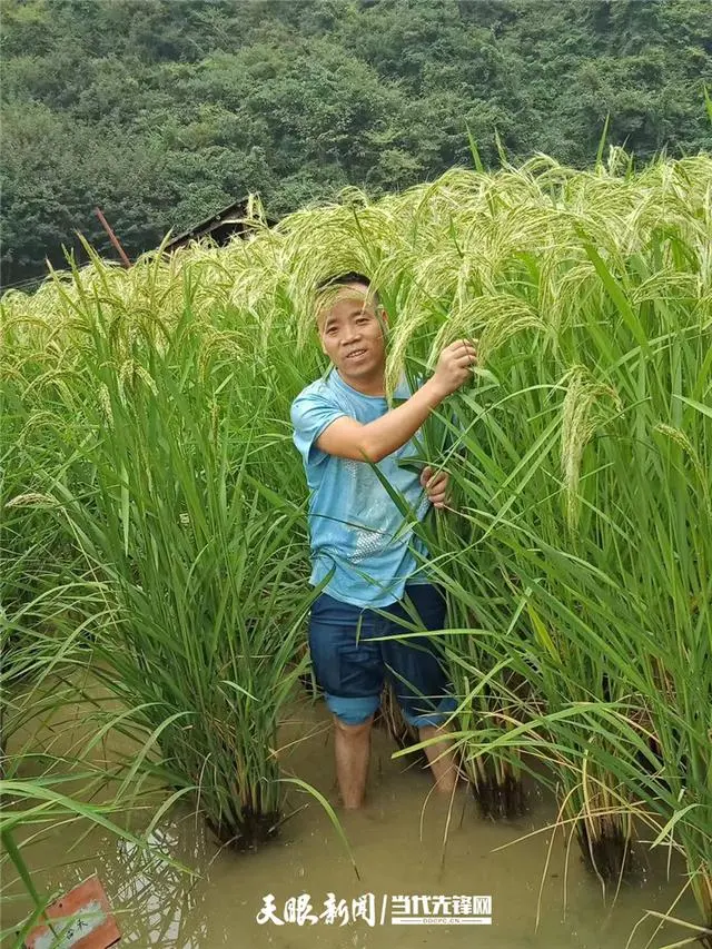 贵州农村种植业致富项目_贵州种植致富的人_2020贵州种植什么赚钱