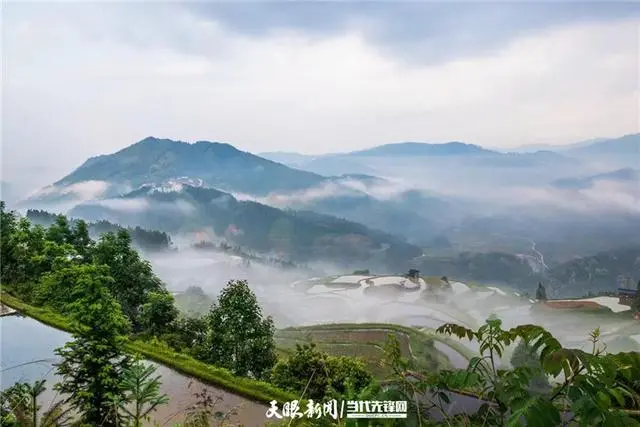 2020贵州种植什么赚钱_贵州种植致富的人_贵州农村种植业致富项目