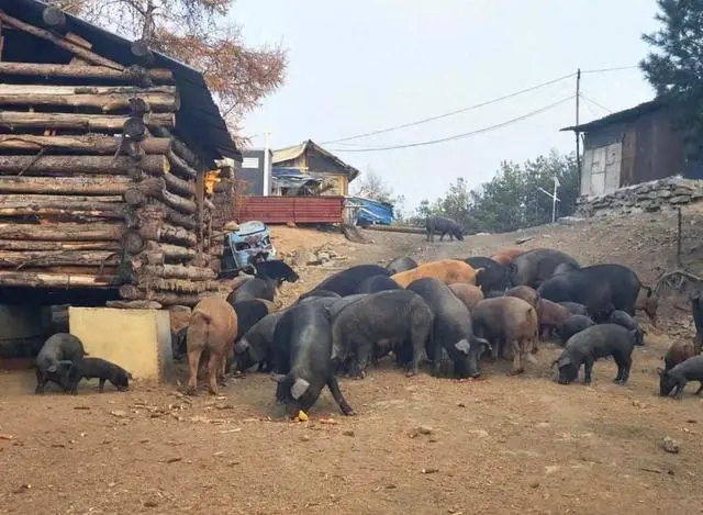 致富经放养黑猪_致富经黑猪放养_放养黑猪的前景