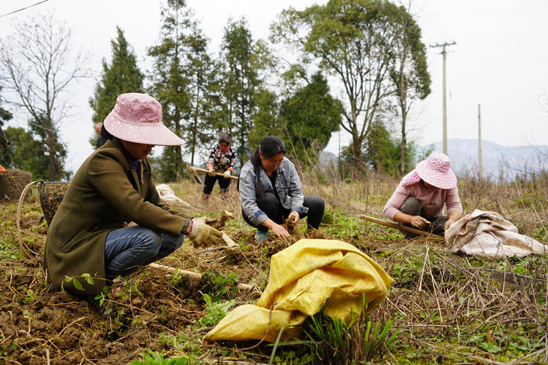 农村致富种植黄精_农村致富种植黄精_农村致富种植黄精