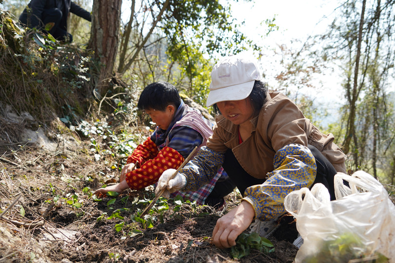 农村致富种植黄精_农村致富种植黄精_农村致富种植黄精