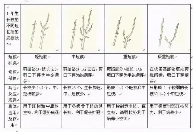 李子种植树技术密植方案_李子树密植种植技术_李子种植树技术密植视频