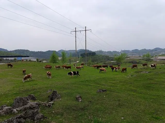 “牛劲”足“牛气”旺 “顶”起致富新希望｜沿河土家族土家族自治县肉牛产业“畜”势勃发正当时