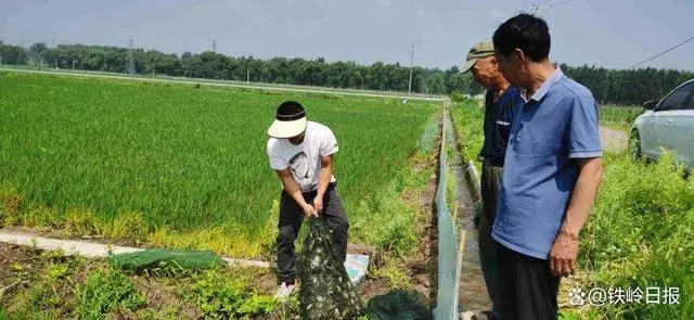 盘锦稻蟹养殖基地_辽宁盘锦稻蟹苗养殖技术_盘锦稻田蟹养殖