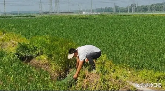 辽宁盘锦稻蟹苗养殖技术_盘锦稻田蟹养殖_盘锦稻蟹养殖基地