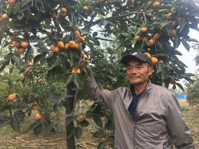 周口种植业_周口种植致富带头人_河南周口种植