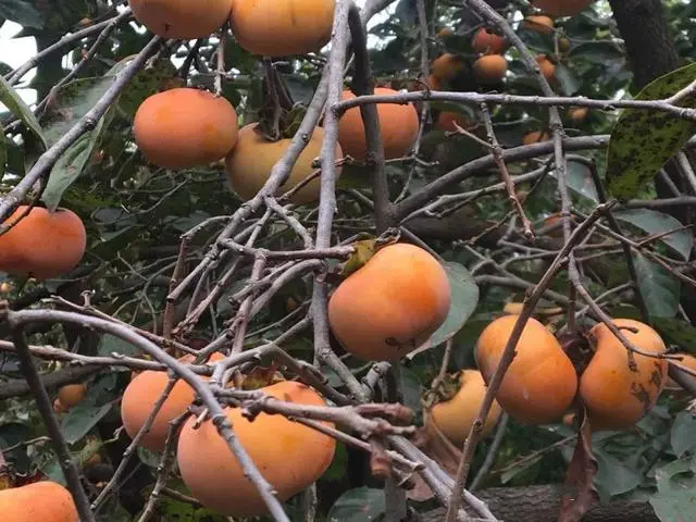 河南周口种植_周口种植业_周口种植致富带头人