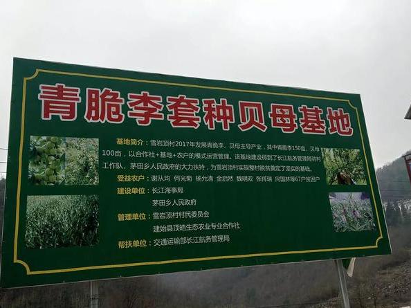 李子种植技术视频_四川李子种植面积_四川李子种植致富视频大全