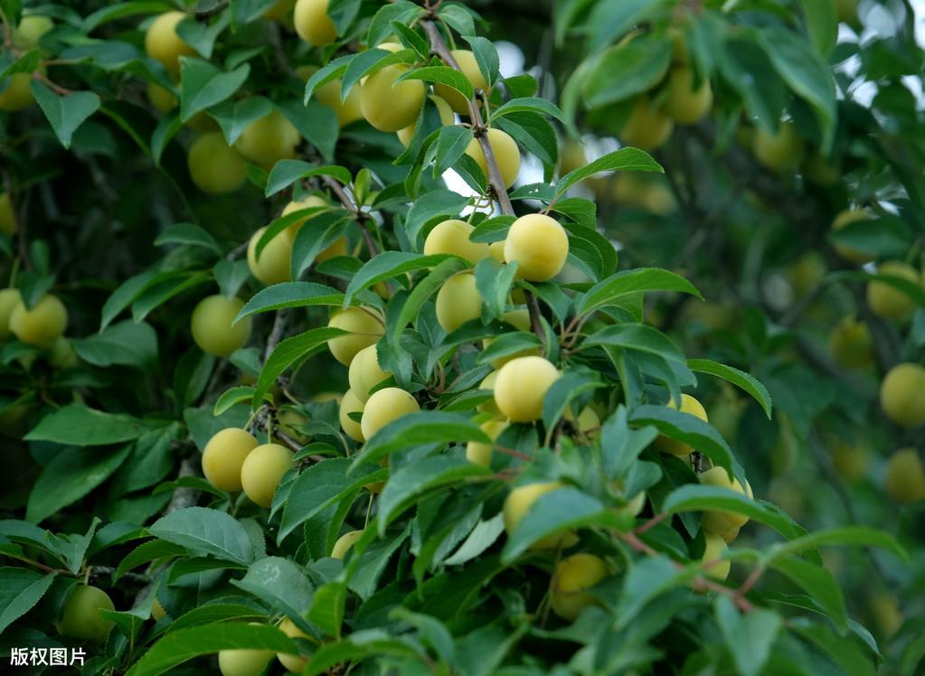 四川李子种植面积_李子种植技术视频_四川李子种植致富视频大全