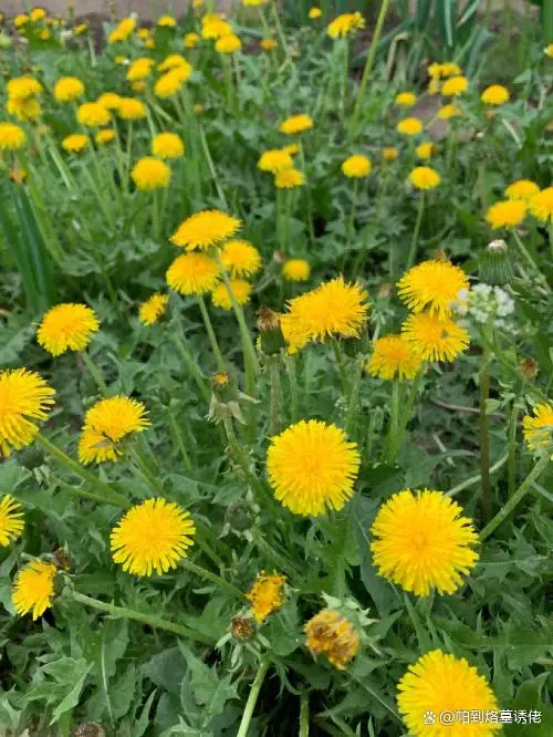 蒲公英种子如何种植技术_蒲公英种子种植方法_蒲公英种植法