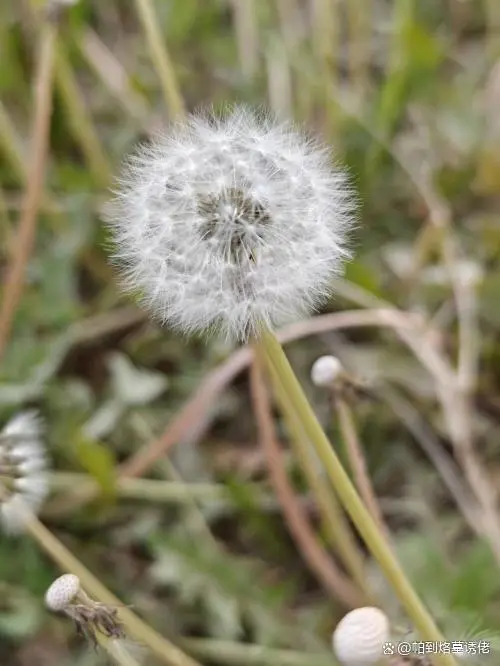 蒲公英种子种植方法_蒲公英种植法_蒲公英种子如何种植技术