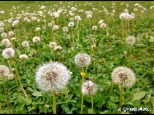 蒲公英种植法_蒲公英种子如何种植技术_蒲公英种子种植方法