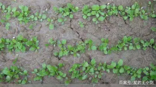 蒲公英种植法_蒲公英种子如何种植技术_蒲公英种子种植技术视频