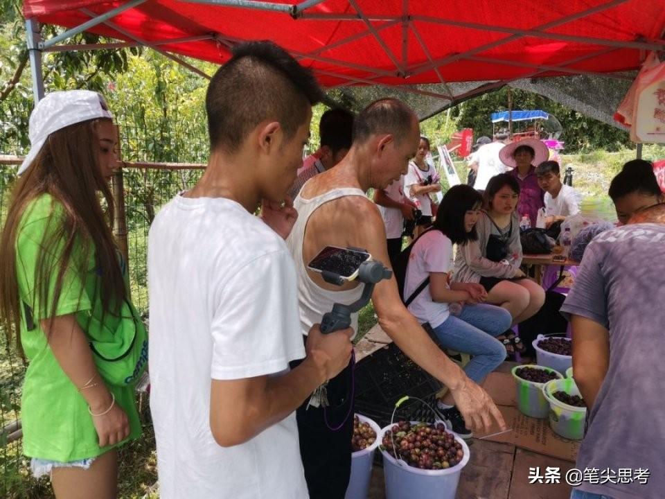 李子种植技术视频_四川李子种植致富视频大全_四川李子种苗基地