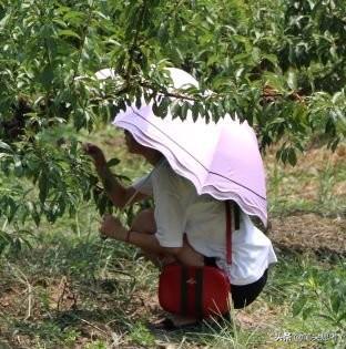 李子种植技术视频_四川李子种苗基地_四川李子种植致富视频大全