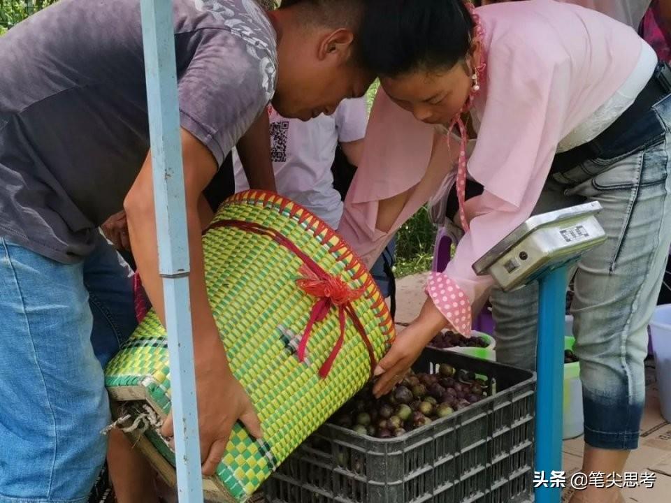 四川李子种苗基地_四川李子种植致富视频大全_李子种植技术视频