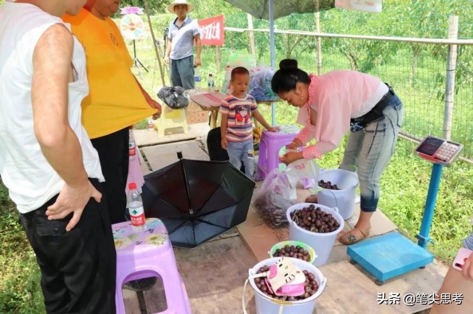 四川李子种植致富视频大全_四川李子种苗基地_李子种植技术视频