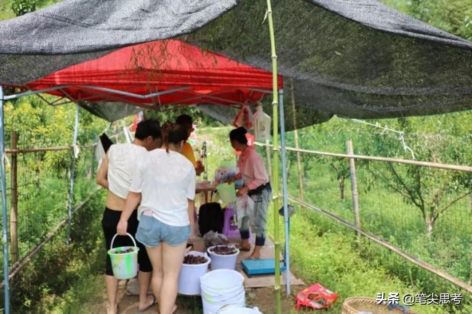 四川李子种苗基地_李子种植技术视频_四川李子种植致富视频大全