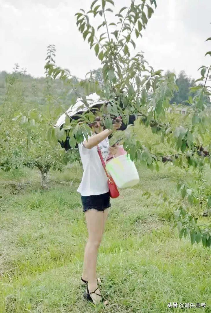 李子种植技术视频_四川李子种苗基地_四川李子种植致富视频大全