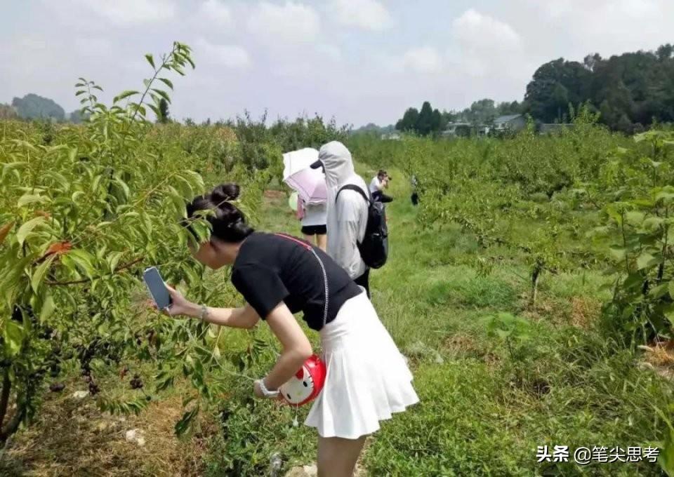 四川李子种植致富视频大全_四川李子种苗基地_李子种植技术视频