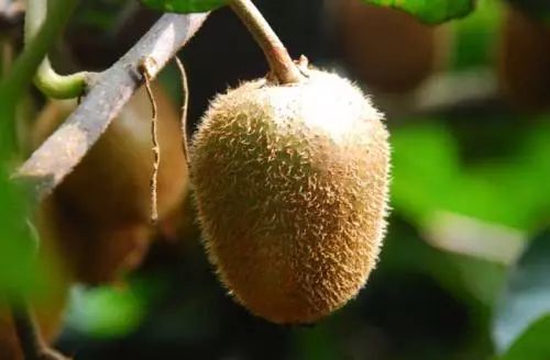 蒲公英种子种植技术与管理_蒲公英种子种植技术要点_蒲公英种子如何种植技术