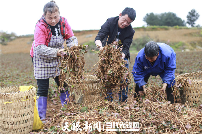 贵州黔西：300亩鱼腥草收获 药材种植助力脱贫