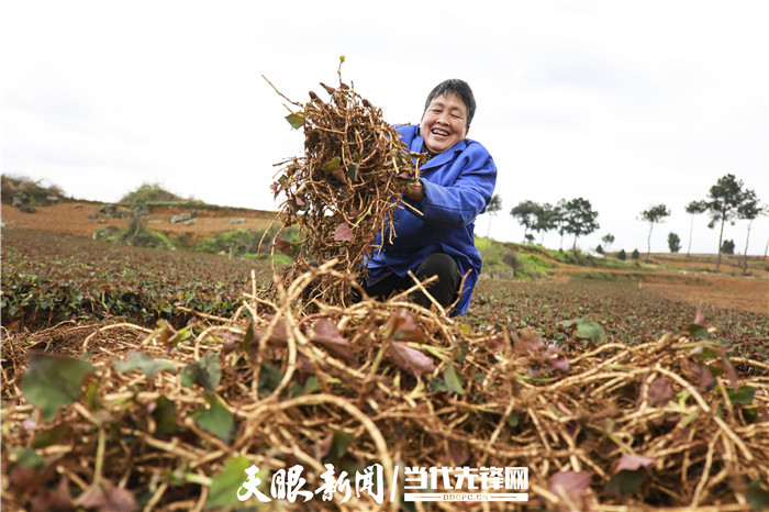 折耳根种植技术与时间_种植折耳根赚钱吗_种植折耳根要多少成本