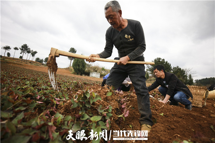 折耳根种植技术与时间_种植折耳根要多少成本_种植折耳根赚钱吗