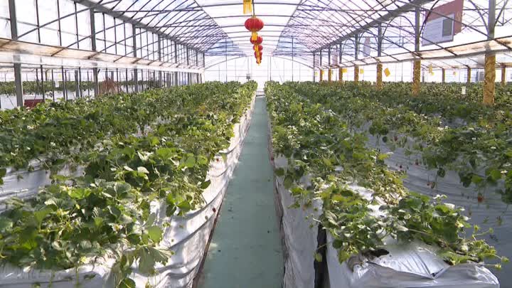 湖南致富果种植_湖南种植什么水果前景最好_湖南种植水果