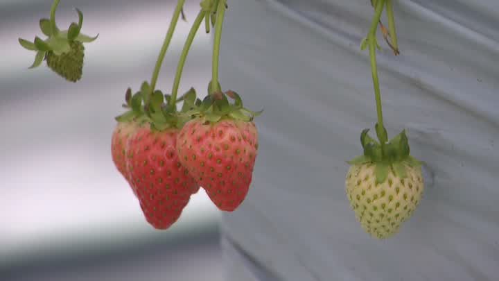 湖南种植水果_湖南种植什么水果前景最好_湖南致富果种植