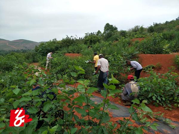 户帮户 亲帮亲丨熊忠春：种植四季特色水果 带富乡邻