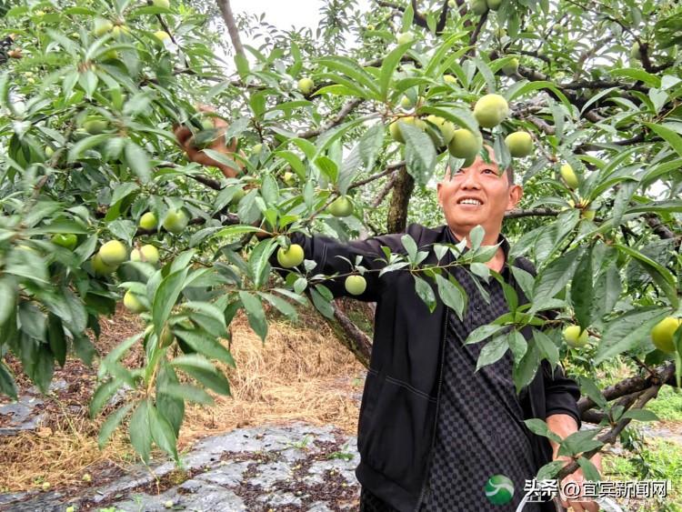 四川李子种植致富视频大全_李子种植新技术视频_四川李子苗