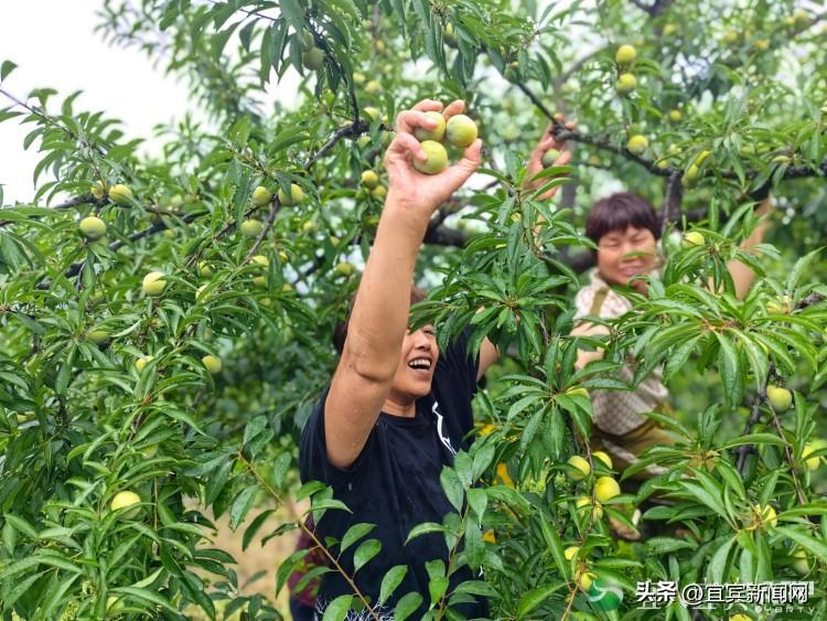 李子种植新技术视频_四川李子苗_四川李子种植致富视频大全