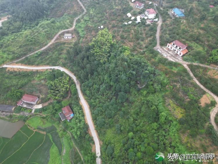 四川李子苗_李子种植新技术视频_四川李子种植致富视频大全