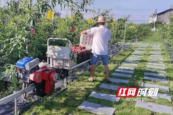 农业种植水果致富项目_致富水果种植特色介绍_特色水果种植致富经