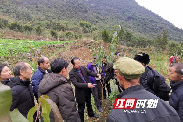 致富水果种植特色介绍_农业种植水果致富项目_特色水果种植致富经