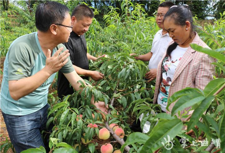 农业种植水果致富项目_致富经种植三种水果亩收入过亿_特色水果种植致富经