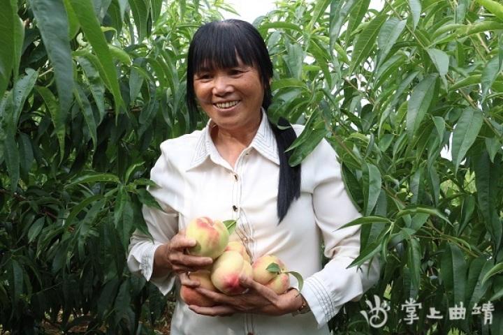 农业种植水果致富项目_致富经种植三种水果亩收入过亿_特色水果种植致富经